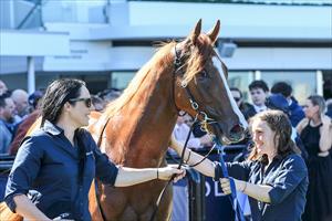  Archo Nacho, Poseidon Stakes Flemington Sept 2023